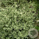 Pittosporum tenuifolium 'Green Elf' 100-125 cm 20L
