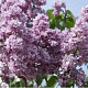 Syringa vulgaris 'Paul Deschanel' 125-150 cm 20L