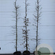 Carpinus betulus 175-200 cm 12L