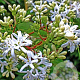 Heptacodium miconioides 100-125 cm draadkluit