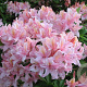 Rhododendron (AV) 'Soir de Paris' 40 cm 5,0L