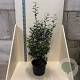 Elaeagnus ebbingei 150-175 cm 20L