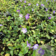 Vinca major P9