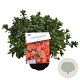 Rhododendron 'Brilliant Orange' 25-30 cm 4,0L