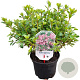 Rhododendron (AJ) 'Peggy Ann' 20-25 cm 2,0L