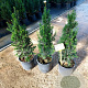 Taxus baccata 50-60 cm 5,0L