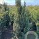 Taxus baccata 125-150 cm met kluit