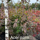 Acer pal. 'Osakazuki' 125-150 cm met kluit extra