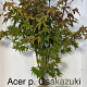 Acer pal. 'Osakazuki' 125-150 cm met kluit extra