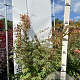 Acer pal. 'Osakazuki' 125-150 cm met kluit extra