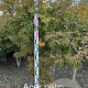 Acer pal. 'Osakazuki' 175-200 cm met kluit extra