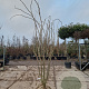 Albizia julibrissin 250-300 cm draadkluit meerstammig solitair
