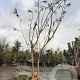 Albizia julibrissin 300-350 cm draadkluit meerstammig solitair