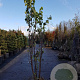 Cercis siliquastrum 300-350 cm draadkluit meerstammig solitair