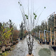 Cercis siliquastrum 300-350 cm draadkluit meerstammig solitair