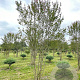 Lagerstroemia indica 400-450 cm draadkluit meerstammig