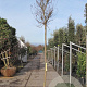 Lagerstroemia indica 180 cm stam container 12-14 leiboom