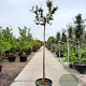 Lagerstroemia indica 200 cm stam container 12-14