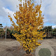 Parrotia persica 250-300 cm draadkluit meerstammig solitair