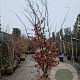 Parrotia persica 300-350 cm draadkluit meerstammig solitair