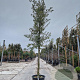 Quercus ilex 120 cm stam container 18-20