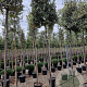 Quercus ilex 10-12 HO container