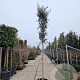 Quercus suber 180 cm stam container 16-18 leiboom