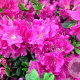 Rhododendron (AJ) Geisha Purple 40-50 cm 10L
