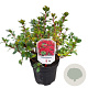 Rhododendron (AJ) 'Moederkensdag' 20-25 cm 2,0L