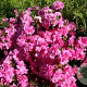 Rhododendron (AJ) Petticoat 20-25 cm 2,0L
