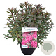 Rhododendron (AJ) 'Silver Queen' 25-30 cm 4,0L