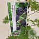 Rubus frut. 'Thornless Evergreen' 75-80 cm 2,5L