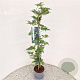 Rubus frut. 'Thornless Evergreen' 75-80 cm 2,5L