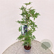 Rubus frut. 'Thornless Evergreen' 75-80 cm 2,5L
