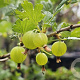 Ribes uva-crispa Hinnonmäki Gul GM 1,7L