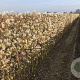 Amelanchier lamarckii 150-175 cm container meerstammig