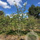 Amelanchier lamarckii 300-350 cm draadkluit meerstammig