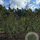 Amelanchier lamarckii 300-350 cm draadkluit meerstammig