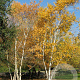 Betula papyrifera 14-16 HO container