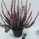 Calluna v. 'Agnes' GM P10,5