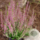 Calluna v. 'Amethyst' GM P10,5