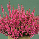 Calluna v. 'Aphrodite' GM P10,5
