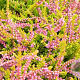 Calluna v. 'Boskoop' GM P9.5