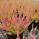 Calluna v. 'Cuprea' GM 1.5