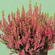 Calluna v. 'Katja' GM P10,5