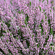 Calluna v. 'Pink Angie' GM P10,5