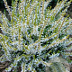 Calluna v. 'Sandy' GM 1.5