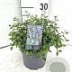 Ceanothus thyrsiflorus repens 30-40 cm 3,0L