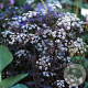 Anthriscus sylvestris 'Ravenswing' GM 1.5