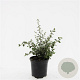 Cotoneaster franchetii GM C1.3
